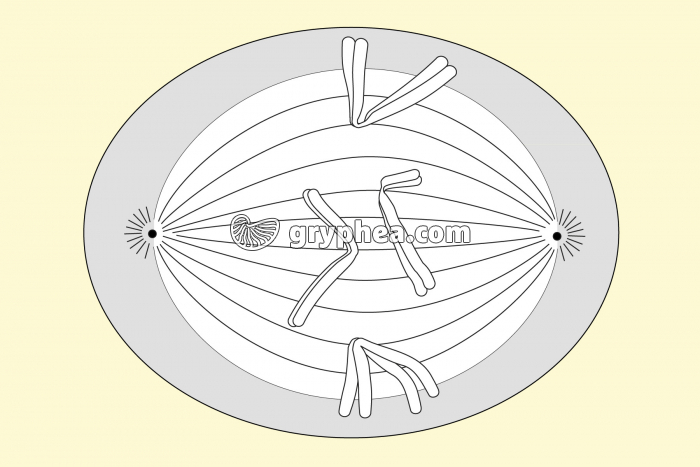 Etape 3 de la mitose dans une cellule animale - vue à colorier et annoter - gryphea.com
